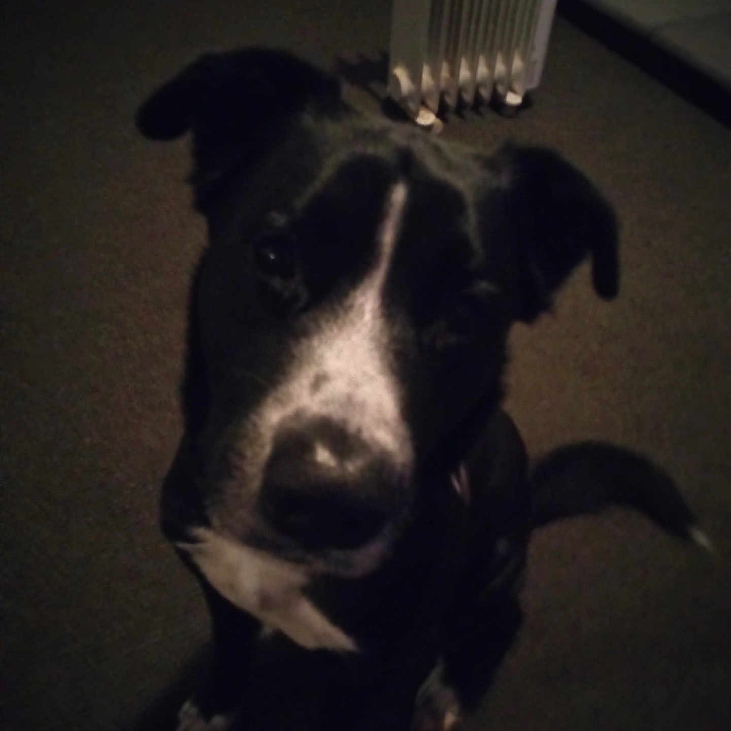 Don Capone Carlione is registered to the contest to win money with this photo: animal, appliance, ball, bulldog, canine, device, dog, door, electricaldevice, greatdane, hound, husky, indoors, labradorretriever, pet, puppy, radiator, sport, tennis, tennisball