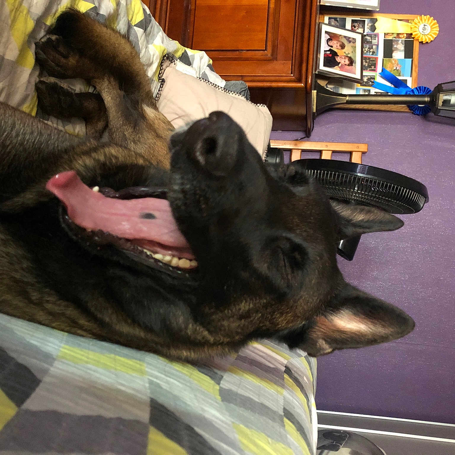 Skyli