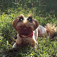 Noel is registered to the contest to win money with this photo: dog, grass, outdoor, sunlight, bow, pet, animal, cute, small_dog, fur, collar, nature, greenery, relaxing, daylight, portrait, mammal, canine, leisure, adorable