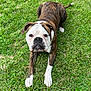 animal, ball, bostonbull, boxer, bulldog, canine, dog, football, frenchbulldog, grass, lawn, pet, pitbull, plant, puppy, soccer, soccerball, sport, whitedog