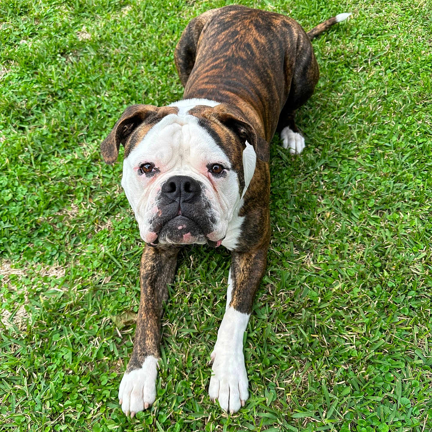 Ranger joined the competition — help win amazing prizes! animal, ball, bostonbull, boxer, bulldog, canine, dog, football, frenchbulldog, grass, lawn, pet, pitbull, plant, puppy, soccer, soccerball, sport, whitedog