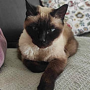 Diabolo participe au concours pour gagner de l'argent avec cette photo : cat, siamese_cat, animal, pet, feline, relaxing, indoor, blanket, couch, pillow, fur, paw, ears, whiskers, resting, close_up, portrait, cozy, home, cute