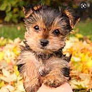 Boo Boo is registered to the contest to win money with this photo: puppy, dog, animal, cute, fur, pet, outdoor, autumn, leaves, nature, portrait, small, young, adorable, brown, black, eyes, fluffy, hand, background