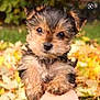 adorable, animal, autumn, background, black, brown, cute, dog, eyes, fluffy, fur, hand, leaves, nature, outdoor, pet, portrait, puppy, small, young