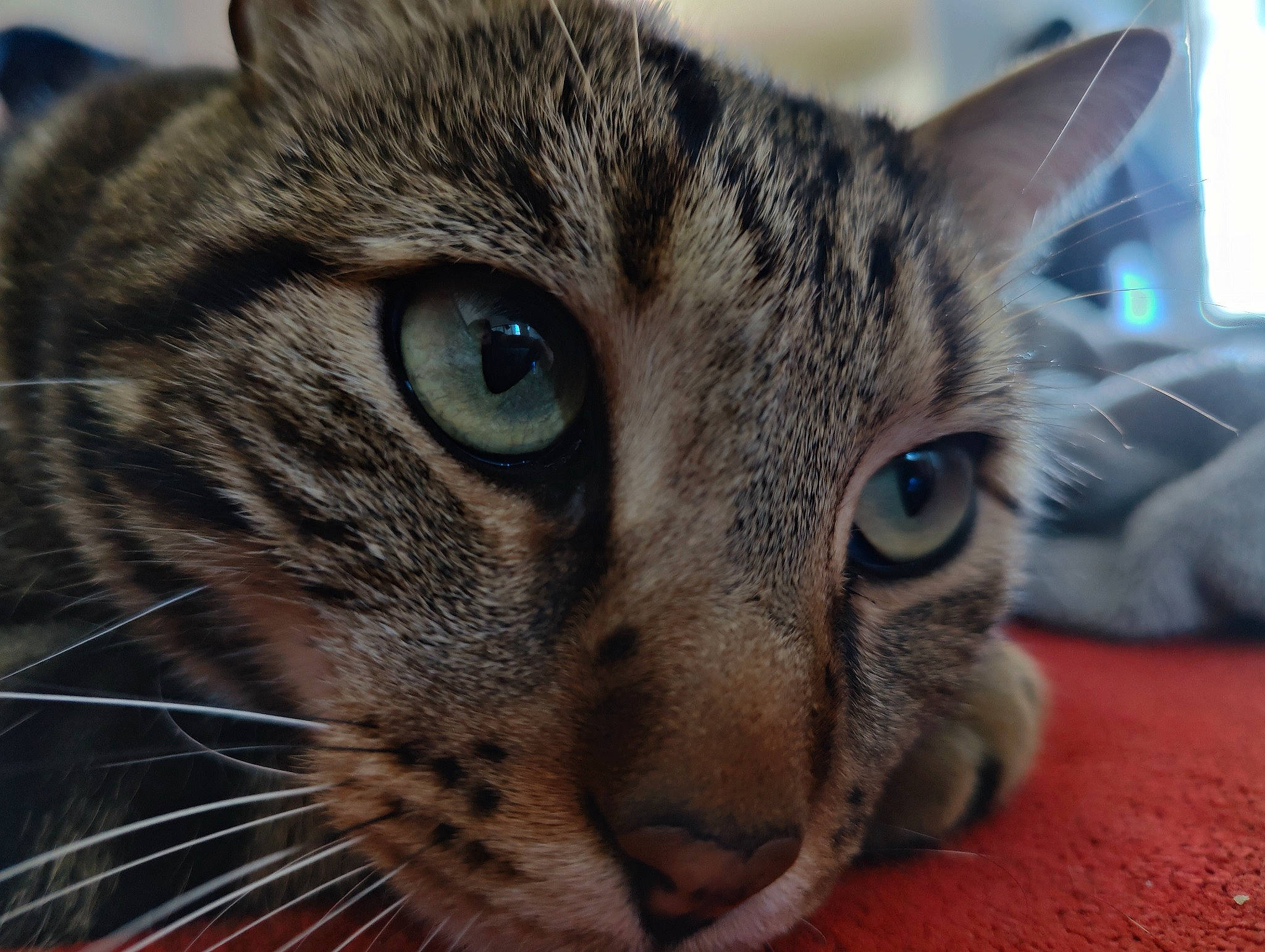 Pipoudou a rejoint le concours — aidez-le/la à gagner de superbes lots ! carnivore, cat, close_up, comfort, domestic_short_haired_cat, ear, felidae, fur, small_to_medium_sized_cats, snout, terrestrial_animal, whiskers, wildlife