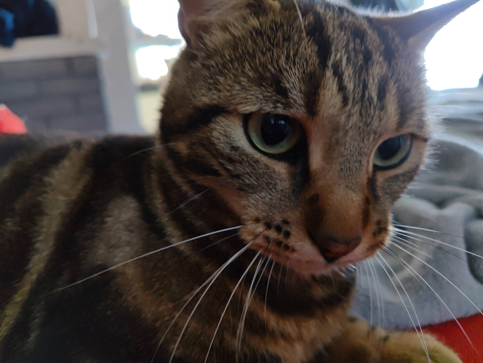 Pipoudou a rejoint le concours — aidez-le/la à gagner de superbes lots ! carnivore, cat, claw, comfort, domestic_short_haired_cat, felidae, fur, small_to_medium_sized_cats, snout, terrestrial_animal, whiskers, wildlife, window