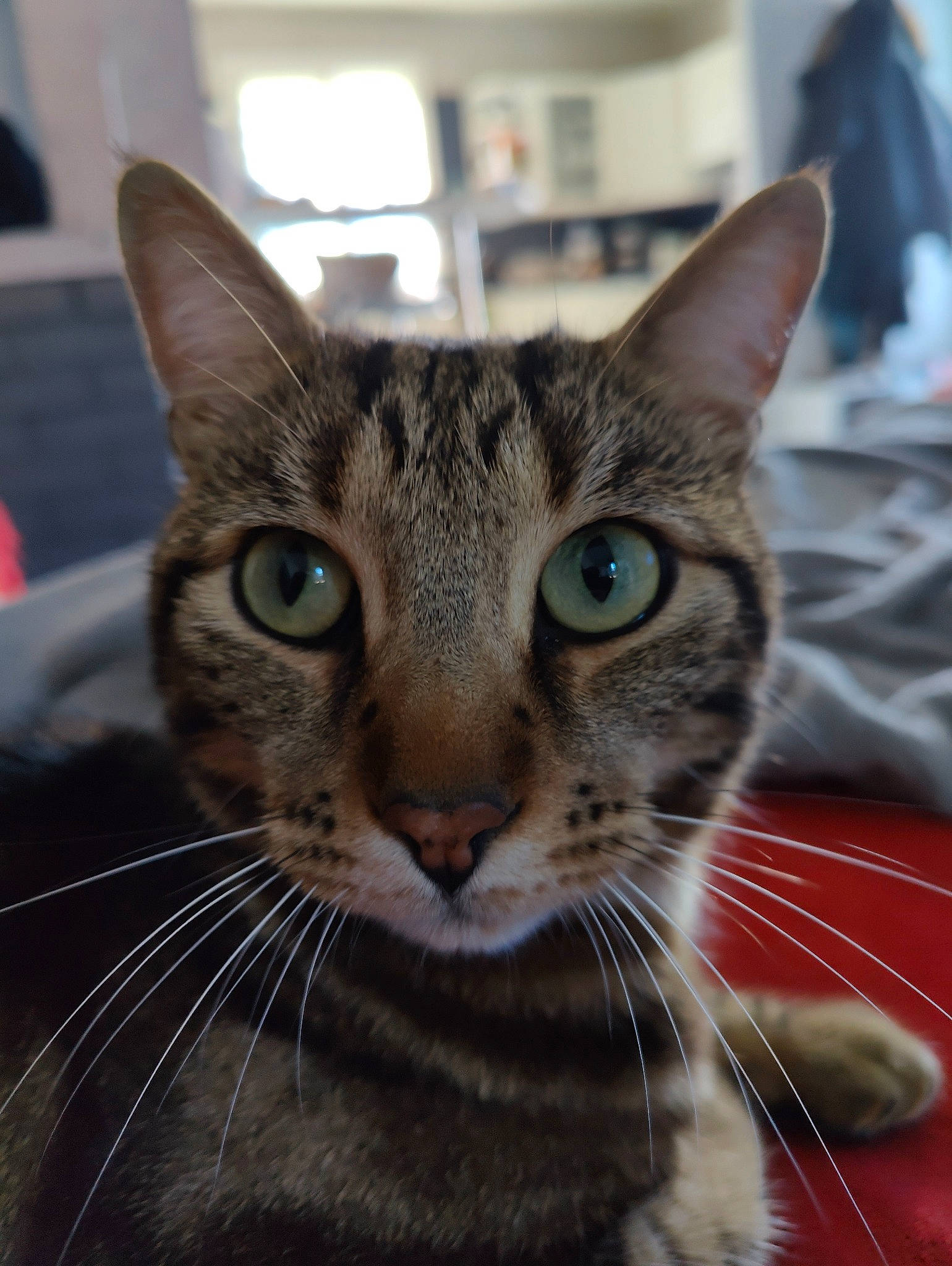 Pipoudou a rejoint le concours — aidez-le/la à gagner de superbes lots ! carnivore, cat, domestic_short_haired_cat, felidae, fur, iris, small_to_medium_sized_cats, snout, terrestrial_animal, whiskers, window