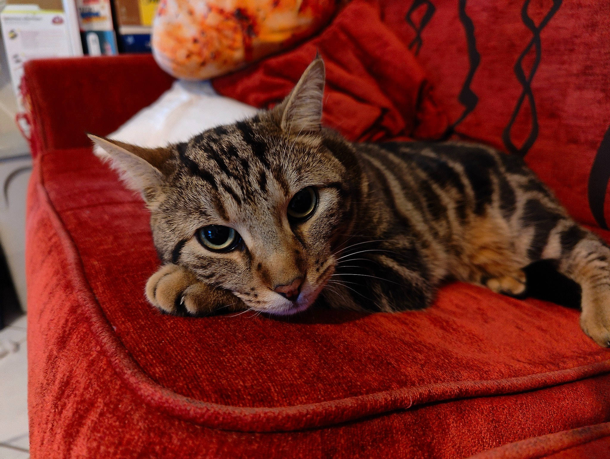 Pipoudou participe au concours pour gagner de l'argent avec cette photo : carnivore, cat, cat_supply, comfort, domestic_short_haired_cat, felidae, fur, linens, small_to_medium_sized_cats, snout, terrestrial_animal, whiskers