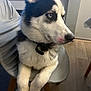 dog, husky, puppy, chair, indoor, blue_eyes, fur, pet, animal, cute, sitting, looking_away, wooden_floor, collar, paw, domestic_animal, furniture, side_view, calm, young