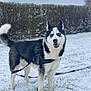 dog, siberian_husky, snow, outdoor, leash, harness, grass, hedge, winter, canine, pet, animal, blue_eyes, black_and_white, fur, standing, smiling, nature, sky, cold