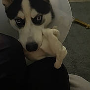 Tango a rejoint le concours — aidez-le/la à gagner de superbes lots ! dog, husky, cone, toy, indoor, pet, animal, black_and_white, carpet, floor, cute, looking_up, soft_toy, domestic, companion, sad_eyes, resting, home, canine, muzzle
