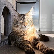 Aïko a rejoint le concours — aidez-le/la à gagner de superbes lots ! cat, maine_coon, feline, pet, animal, indoor, sunlight, fur, whiskers, ears, floor, relaxing, cozy, cat_tree, home, portrait, mammal, tabby, cute, resting