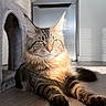 animal, cat, cat_tree, cozy, cute, ears, feline, floor, fur, home, indoor, maine_coon, mammal, pet, portrait, relaxing, resting, sunlight, tabby, whiskers