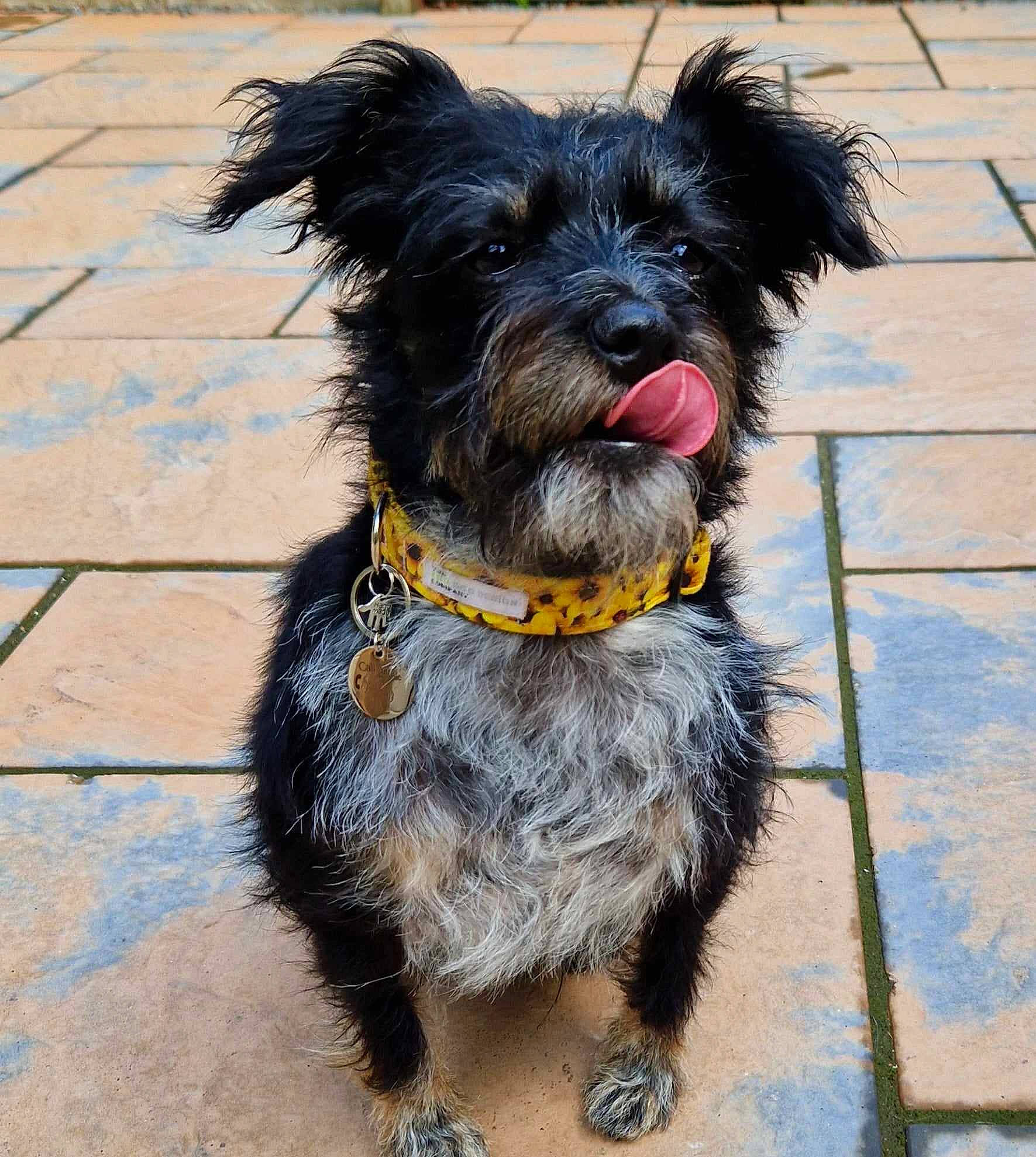 Tia is registered to the contest to win money with this photo: canidae, carnivore, collar, companion_dog, dog, dog_breed, dog_collar, dog_supply, fashion_accessory, fur, leash, schnauzer, small_terrier, snout, sporting_group, terrier, toy_dog, water_dog, working_animal, yorkipoo