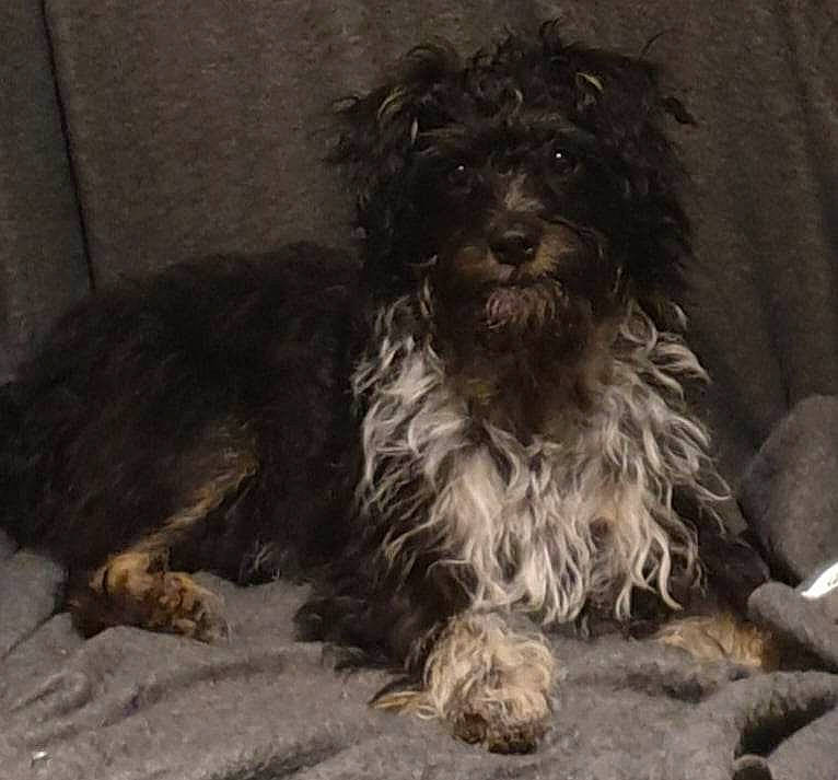 Tia is registered to the contest to win money with this photo: canidae, carnivore, companion_dog, dog, dog_breed, fur, liver, maltepoo, monochrome, monochrome_photography, poodle_crossbreed, puppy_love, small_terrier, snout, sporting_group, terrier, toy_dog, water_dog, working_animal, yorkipoo