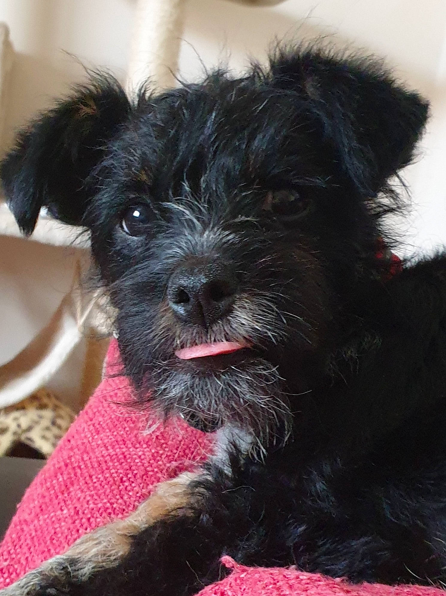 Tia is registered to the contest to win money with this photo: affenpinscher, bolonka, canidae, carnivore, companion_dog, dog, dog_breed, mammal, miniature_schnauzer, morkie, puppy, rare_breed_dog, schnauzer, schnoodle, snout, sporting_group, terrier, toy_dog, vertebrate, yorkipoo