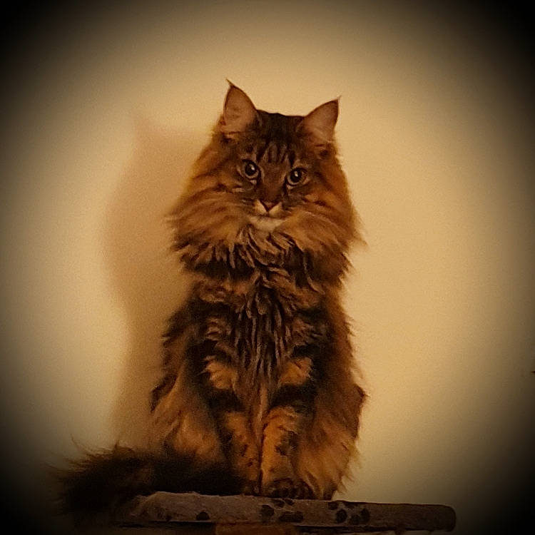 Ella is registered to the contest to win money with this photo: asian_semi_longhair, british_semi_longhair, carnivore, cat, cymric, domestic_long_haired_cat, felidae, fur, kitten, kurilian_bobtail, laperm, maine_coon, mammal, norwegian_forest_cat, ragamuffin, siberian, small_to_medium_sized_cats, tabby_cat, whiskers, wild_cat