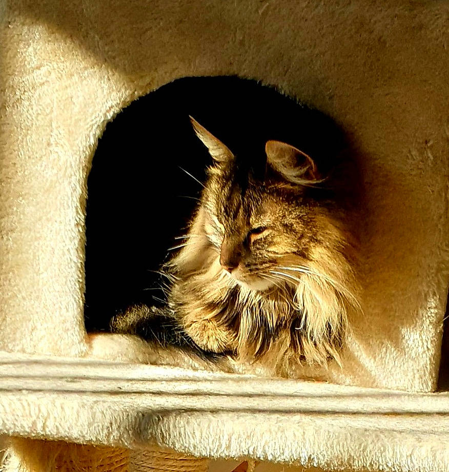 Ella is registered to the contest to win money with this photo: carnivore, cat, ear, felidae, fur, norwegian_forest_cat, small_to_medium_sized_cats, snout, whiskers, window