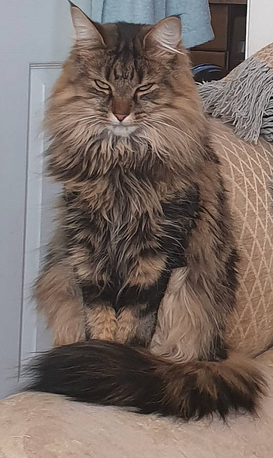 Ella joined the competition — help win amazing prizes! asian_semi_longhair, british_longhair, british_semi_longhair, carnivore, cat, cymric, domestic_long_haired_cat, felidae, fur, maine_coon, mammal, nebelung, norwegian_forest_cat, ragamuffin, siberian, small_to_medium_sized_cats, tail, vertebrate, whiskers, wild_cat