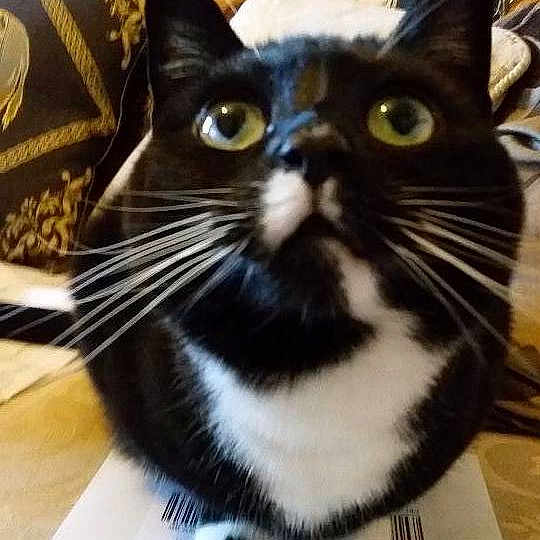Meesha