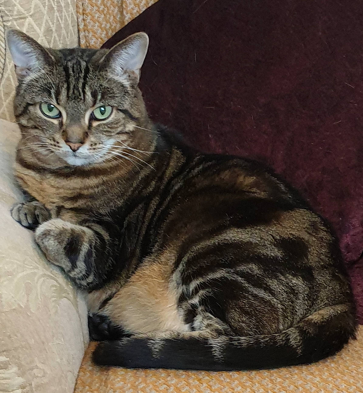 Juju joined the competition — help win amazing prizes! american_shorthair, american_wirehair, arabian_mau, asian, australian_mist, california_spangled, carnivore, cat, domestic_short_haired_cat, dragon_li, european_shorthair, felidae, german_rex, mammal, ocicat, small_to_medium_sized_cats, sokoke, tabby_cat, vertebrate, whiskers