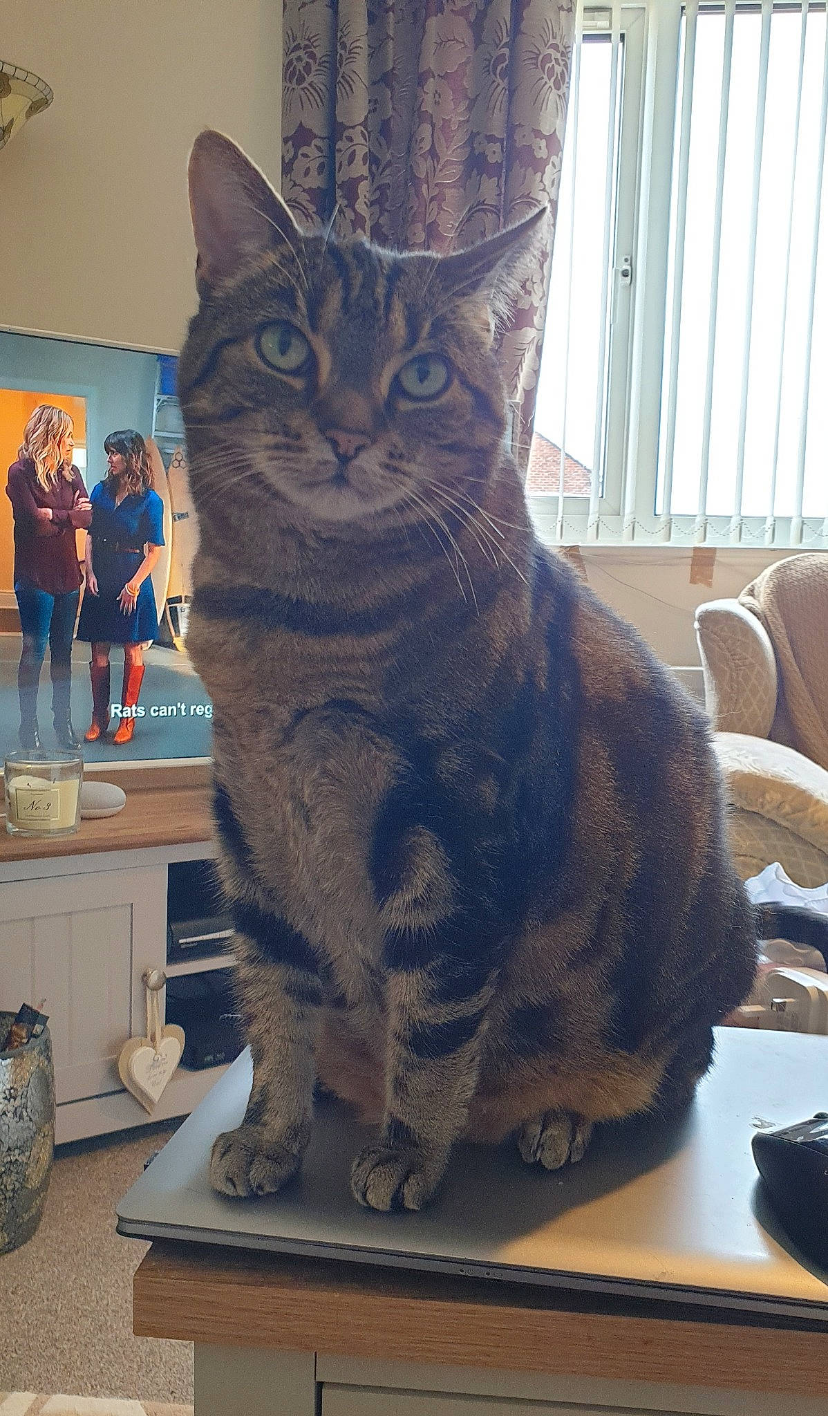 Juju is registered to the contest to win money with this photo: american_shorthair, asian, california_spangled, carnivore, cat, domestic_short_haired_cat, dragon_li, egyptian_mau, european_shorthair, felidae, german_rex, mammal, ocicat, small_to_medium_sized_cats, tabby_cat, whiskers