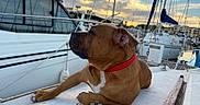 Thortaz participe au concours pour gagner de l'argent avec cette photo : animal, boat, brown_dog, calm, dock, dog, leisure, marina, mast, nature, outdoor, pet, red_collar, relaxed, rope, sailboats, sky, sunset, vessel, water
