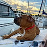 animal, boat, brown_dog, calm, dock, dog, leisure, marina, mast, nature, outdoor, pet, red_collar, relaxed, rope, sailboats, sky, sunset, vessel, water