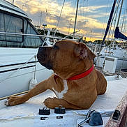 Thortaz participe au concours pour gagner de l'argent avec cette photo : animal, boat, brown_dog, calm, dock, dog, leisure, marina, mast, outdoor, pet, red_collar, resting, rope, sailboat, side_view, sky, sunset, vessel, water