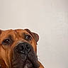 animal, brown_dog, canine, close_up, companion, couch, dog, domestic_animal, ears, expression, face, fur, indoor, large_dog, looking_up, muzzle, nose, pet, portrait, wall