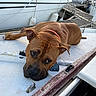 animal, boat, brown_dog, canine, collar, daylight, dock, dog, fur, leisure, looking_up, marina, outdoor, pet, relaxed, resting, rope, side_view, water, wood