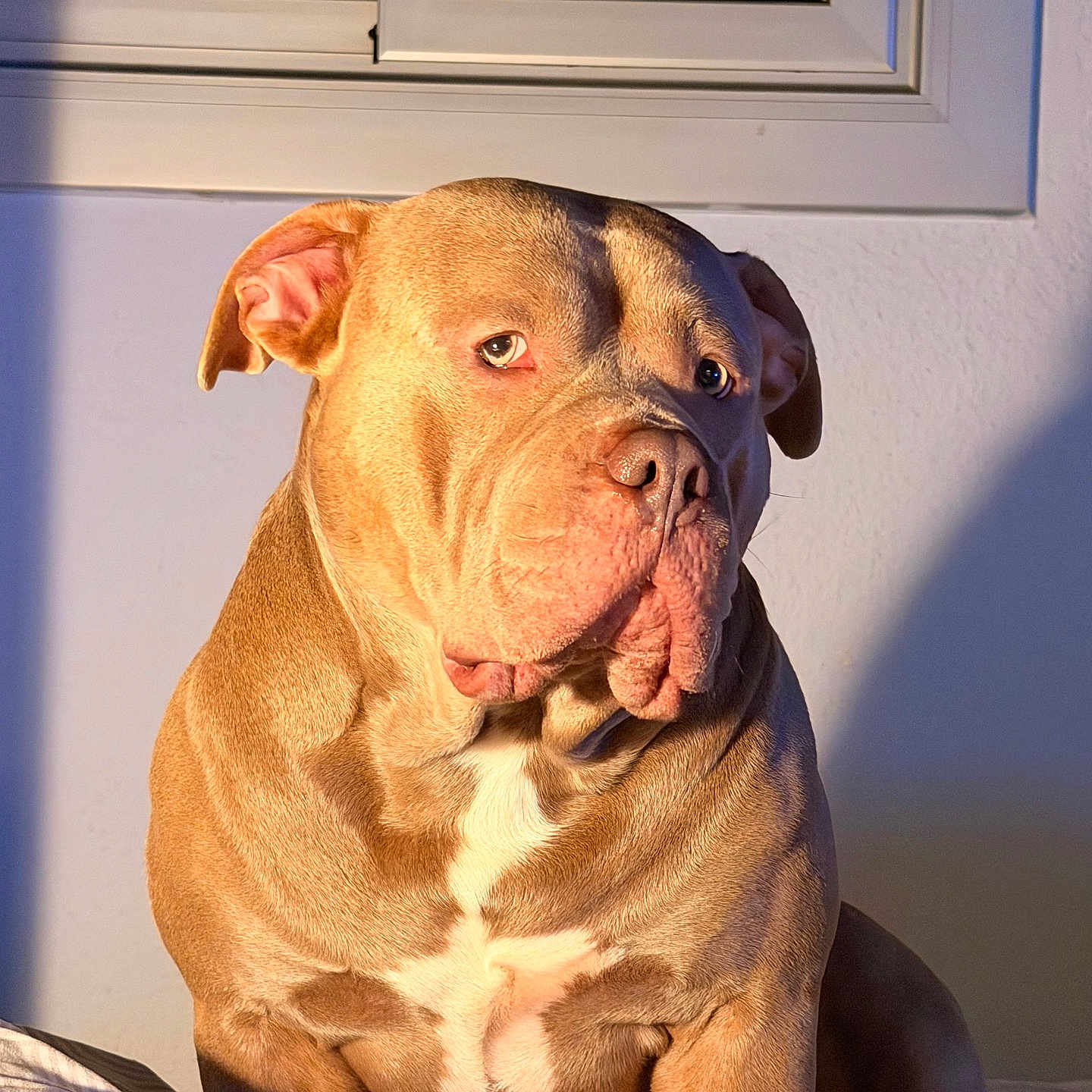 Bamba participe au concours pour gagner de l'argent avec cette photo : animal, brown, calm, canine, companion, dog, ears, expression, face, fur, home, indoor, light, muscular, pet, portrait, shadow, sitting, white, window
