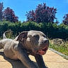 Trippy a rejoint le concours — aidez-le/la à gagner de superbes lots ! animal, blue_sky, canine, dog, ears, grass, happy, muzzle, nature, outdoor, pavement, pet, relaxed, shadow, stretching, summer, sunlight, sunny, tongue, trees