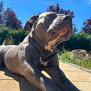 Trippy participe au concours pour gagner de l'argent avec cette photo : animal, blue_sky, canine, daylight, dog, ears, grass, gray_dog, greenery, muscular, nature, outdoor, patio, pet, relaxed, shadow, snout, stretching, summer, sunlight