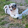 puppy, dog, grass, outdoor, playful, bottle, tongue, fur, animal, pet, nature, young_dog, cute, laying, paw, cheerful, summer, greenery, ground, sunlight