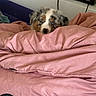 Alma participe au concours pour gagner de l'argent avec cette photo : puppy, dog, blanket, indoor, cozy, fur, blue_eyes, cute, pet, resting, pink, soft, curious, animal, fur_pattern, young_dog, comfort, domestic, bed, relaxed