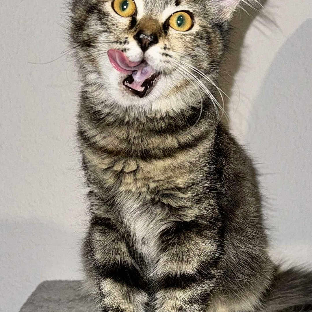 Perle a rejoint le concours — aidez-le/la à gagner de superbes lots ! abyssinian, angora, animal, bodypart, cat, egyptiancat, electronics, face, hardware, head, kitten, manx, mouth, person, pet, photography, portrait, snout, teeth, tongue