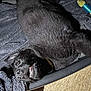 animal, black_dog, blanket, canine, closeup, cozy, dog, floor, fur, indoor, lying_down, pet, pet_bed, playful, relaxed, resting, sleeping, teeth, texture, toy