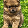 puppy, dog, fluffy, brown_fur, grass, outdoor, pet, animal, cute, portrait, sitting, front_view, black_nose, dark_eyes, small_dog, lawn, daylight, adorable, furry, closeup