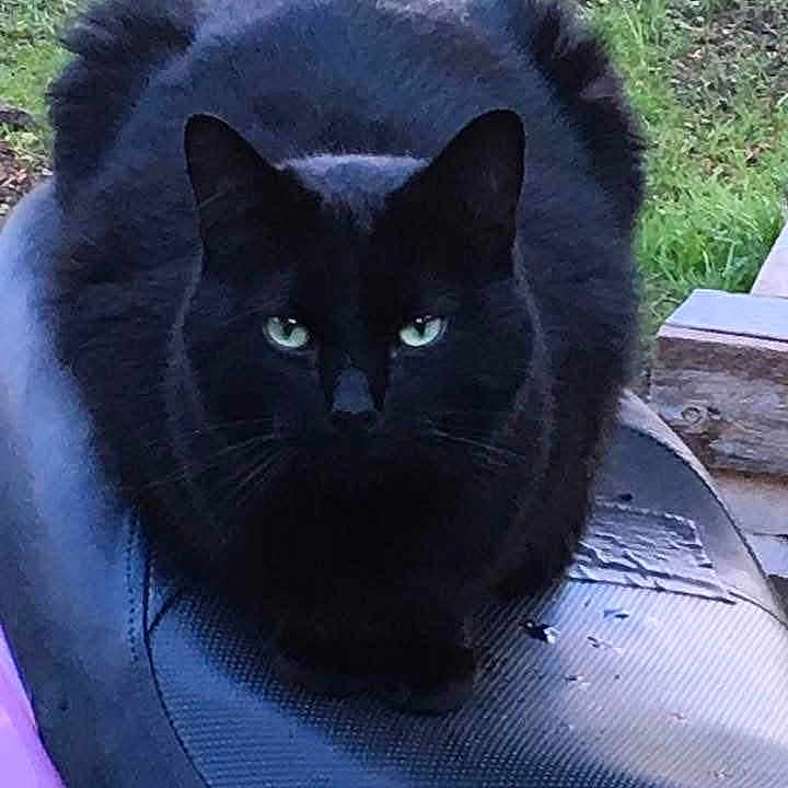 Carbon joined the competition — help win amazing prizes! black_cat, cat, animal, pet, outdoor, green_eyes, fur, close_up, texture, nature, grass, wood, sitting, resting, quiet, shadow, dark_fur, eye_contact, animal_portrait, domestic_cat