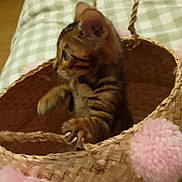 Nouga participe au concours pour gagner de l'argent avec cette photo : kitten, cat, basket, pom_poms, paw, woven_basket, tabby, indoor, curious, feline, pet, animal, close_up, soft_texture, cozy, checkered, fabric, claw, cute, playful