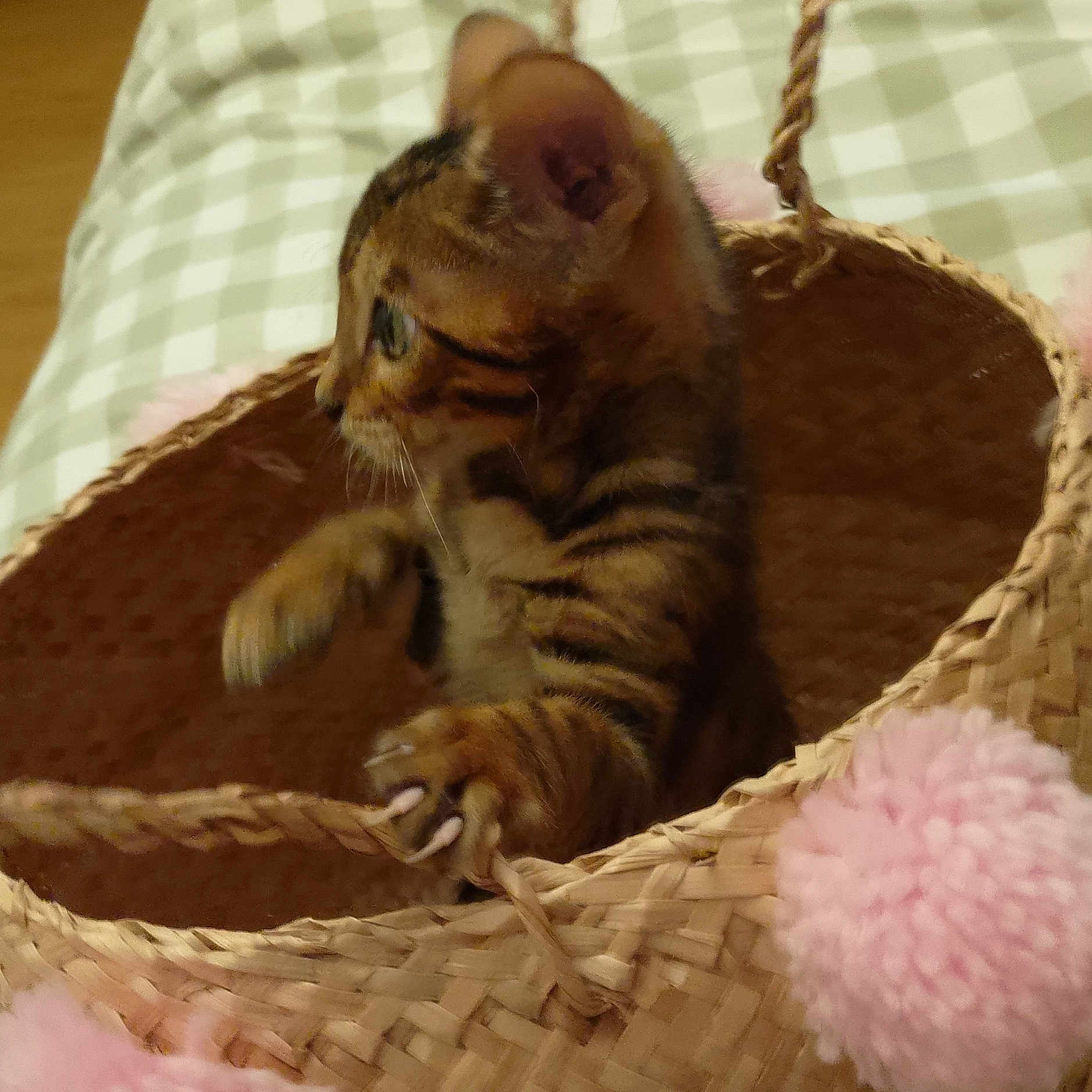 Nouga participe au concours pour gagner de l'argent avec cette photo : animal, basket, cat, checkered, claw, close_up, cozy, curious, cute, fabric, feline, indoor, kitten, paw, pet, playful, pom_poms, soft_texture, tabby, woven_basket