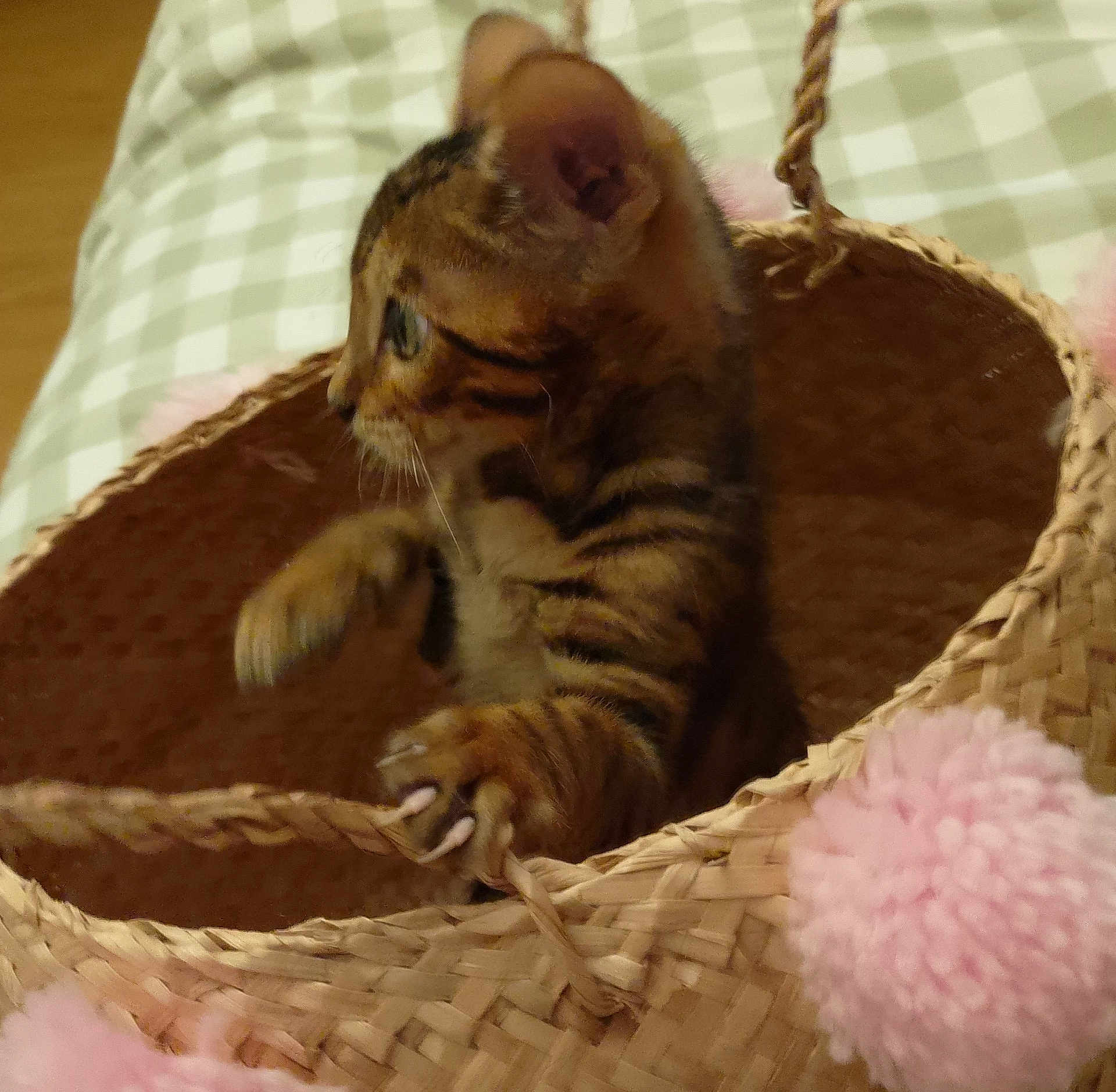 Nouga participe au concours pour gagner de l'argent avec cette photo : kitten, cat, basket, pom_poms, paw, woven_basket, tabby, indoor, curious, feline, pet, animal, close_up, soft_texture, cozy, checkered, fabric, claw, cute, playful