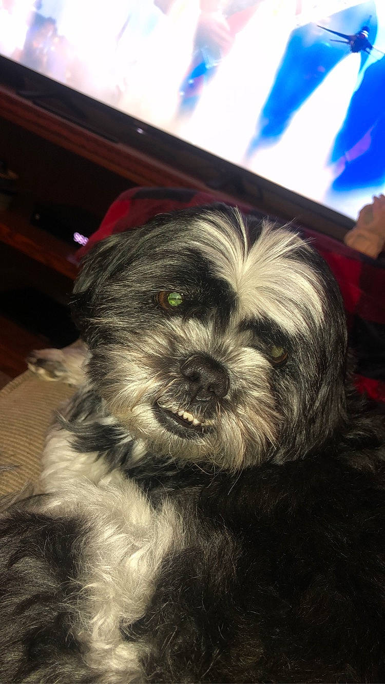 Scout joined the competition — help win amazing prizes! affenpinscher, bolonka, canidae, carnivore, chinese_imperial_dog, dog, dog_breed, havanese, kyi_leo, lhasa_apso, lowchen, mammal, miniature_schnauzer, morkie, schnoodle, shih_tzu, snout, terrier, tibetan_terrier, vertebrate