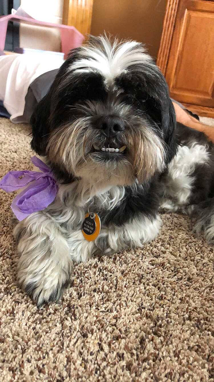 Scout is registered to the contest to win money with this photo: bolonka, canidae, carnivore, chinese_imperial_dog, companion_dog, dog, dog_breed, havanese, kyi_leo, lhasa_apso, lowchen, maltepoo, mammal, puppy, schnoodle, shih_poo, shih_tzu, sporting_group, tibetan_terrier, vertebrate