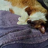 Chaussette a rejoint le concours — aidez-le/la à gagner de superbes lots ! cat, sleeping, fur, purple_towel, cozy, indoor, rest, pet, animal, curled_up, soft_texture, relaxation, whiskers, paw, mammal, domestic, calm, close_up, nap, comfort