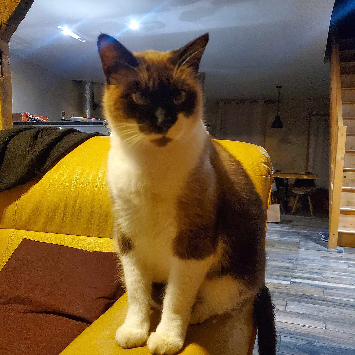 Chaussette participe au concours pour gagner de l'argent avec cette photo : cat, siamese_cat, yellow_couch, indoor, living_room, stairs, wood_floor, furniture, pet, animal, domestic_cat, brown, white, black, sitting, cozy, home, curtains, lamp, blanket