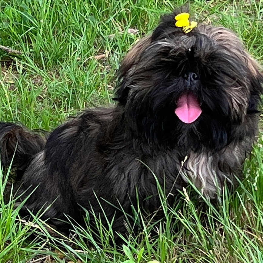 Marius a rejoint le concours — aidez-le/la à gagner de superbes lots ! affenpinscher, animal, canine, dog, grass, pet, plant, puppy, terrier