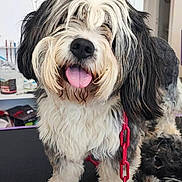 Bulle a rejoint le concours — aidez-le/la à gagner de superbes lots ! dog, pet, grooming, fur, tongue, happy, indoor, table, chain, black_and_white, cute, animal, canine, fur_texture, tongue_out, smiling, collar, leash, background_objects, social_media_interface