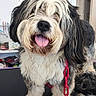 dog, pet, grooming, fur, tongue, happy, indoor, table, chain, black_and_white, cute, animal, canine, fur_texture, tongue_out, smiling, collar, leash, background_objects, social_media_interface
